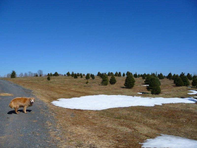 9 farm dog snow pic